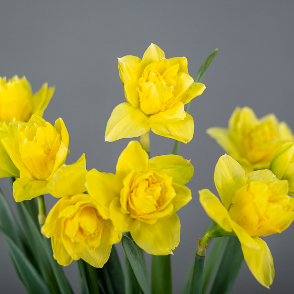 Купить Нарцисс в  с бесплатной доставкой: цена, фото, описание